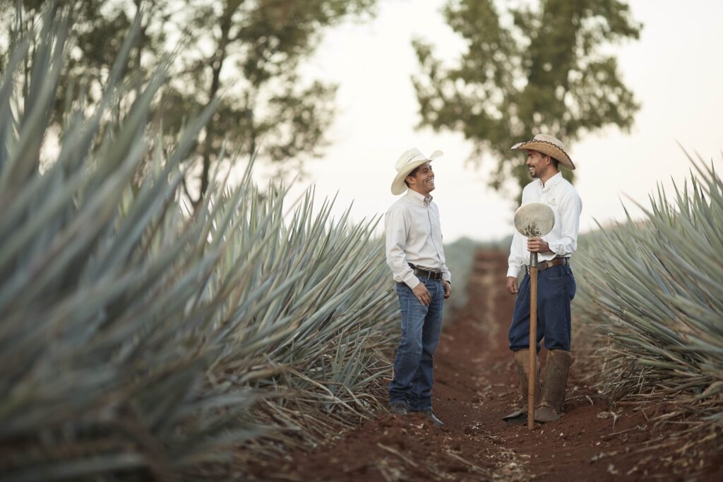 agave farming business plan in india